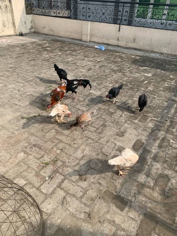 ASEEL Murga Murgi Pathai Pathiyan Turkey Pinjara for sale 11