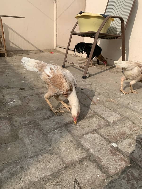 ASEEL Murga Murgi Pathai Pathiyan Turkey Pinjara for sale 12