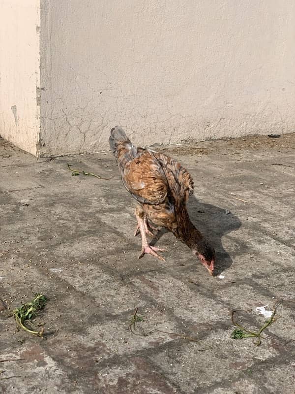 ASEEL Murga Murgi Pathai Pathiyan Turkey Pinjara for sale 13