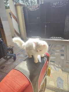 Persian Fluffy Fully home trained