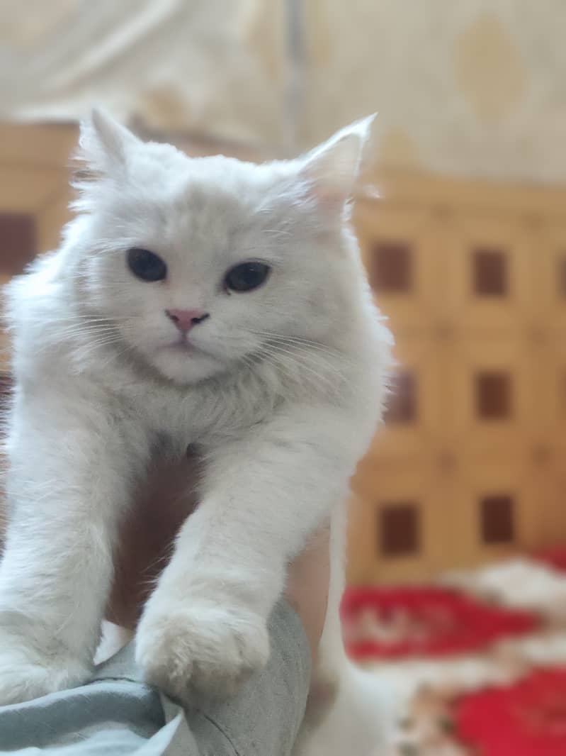 Persian Fluffy Fully home trained 5