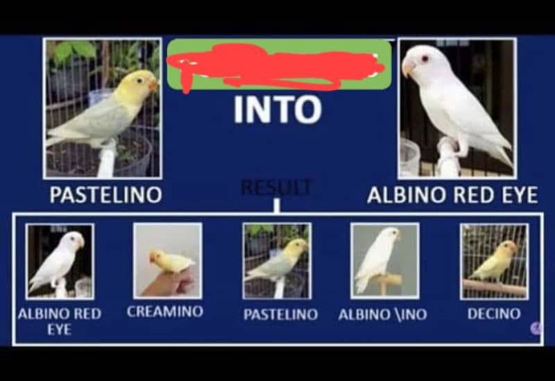 decino love birds  and albino red eyes and pastel ino 1