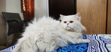 Persian stud male and breeder females