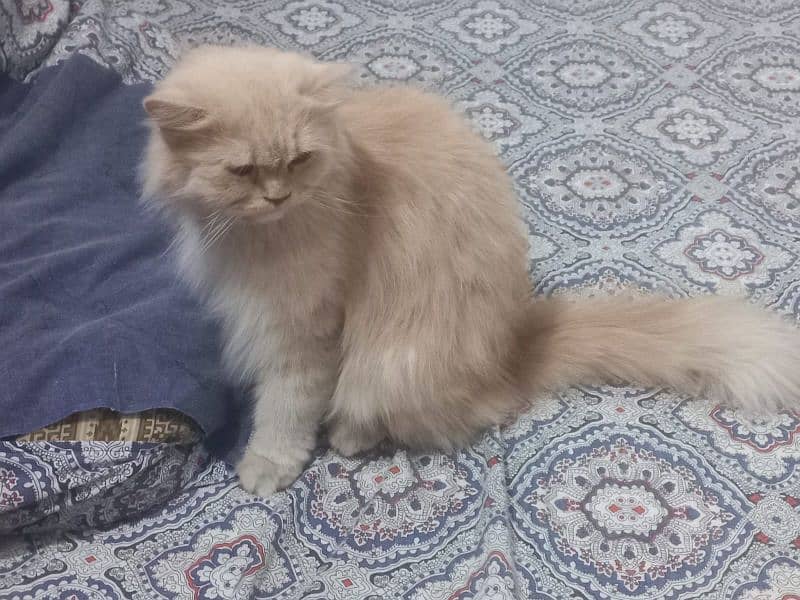 Persian punch face & blue eyes breeder females 4