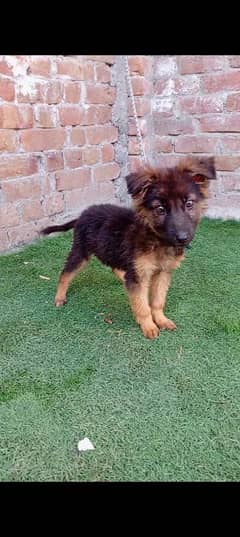 German puppy female double cot