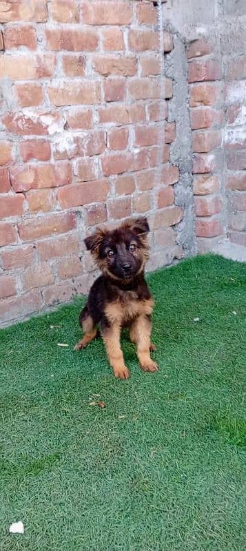 German puppy female double cot 2