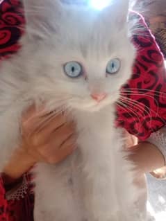 2 months older persian male cat for sale