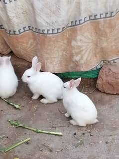 rabbits