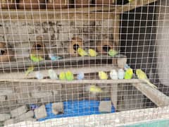 Beautiful Australian Budgerigar Parrots – Colorful & Healthy Pairs