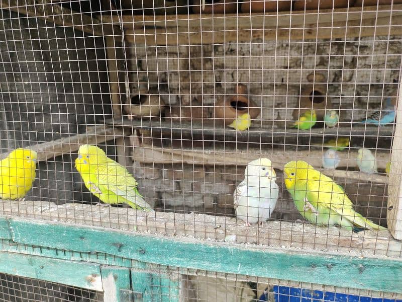 Beautiful Australian Budgerigar Parrots – Colorful & Healthy Pairs 1