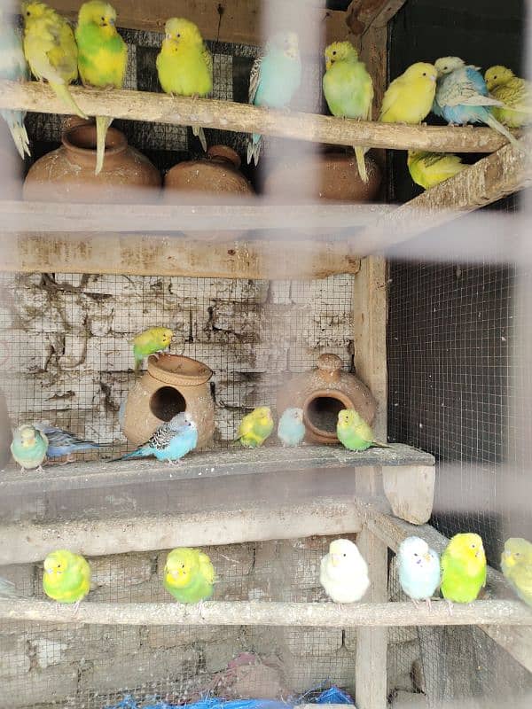 Beautiful Australian Budgerigar Parrots – Colorful & Healthy Pairs 2