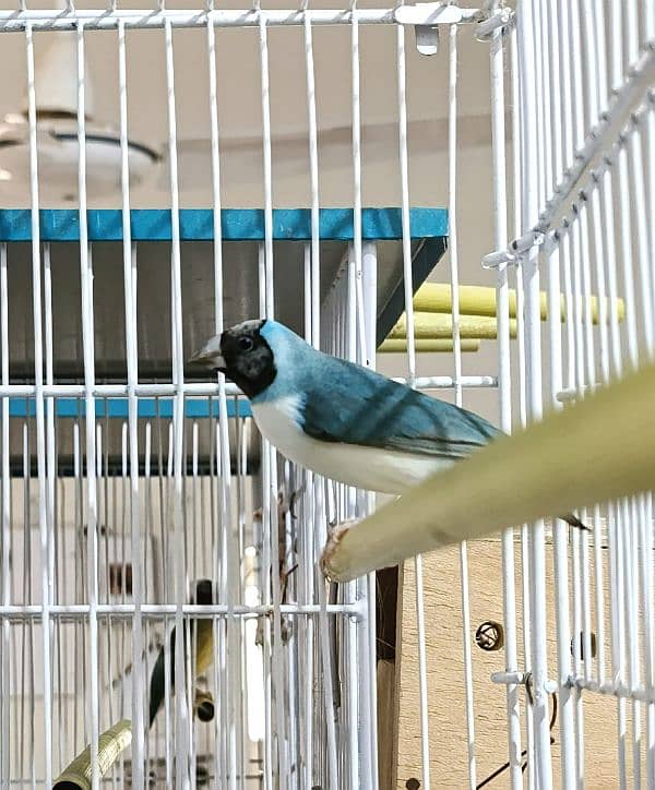 blue female and exibition goldian pair ready to 3 breed 0