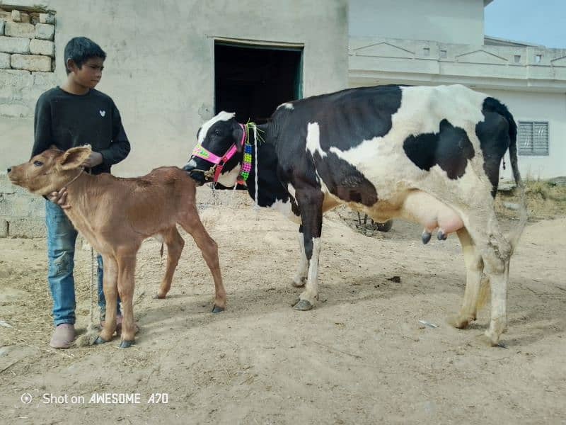 Frizan cow (15 kg doodh) 0