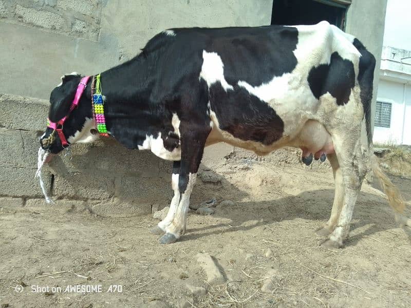 Frizan cow (15 kg doodh) 1