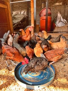 Golden Misri | Desi hens