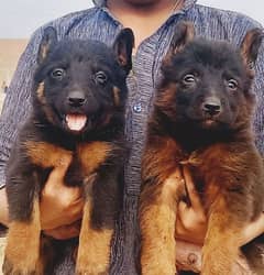 German shepherd puppies for sale / puppy / GSD pup / german shepherd