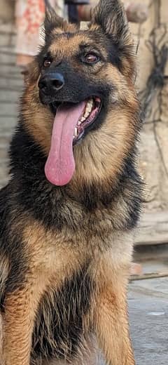 German shepherd