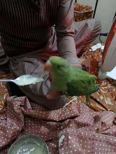 Hand Tame Ring Neck Parrot for sale