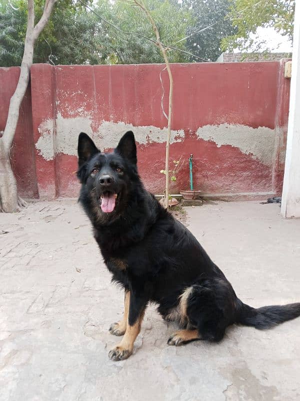 Vaccinated,Non pedigree,German+Beljum,Male,Black Mask, Single court, 2