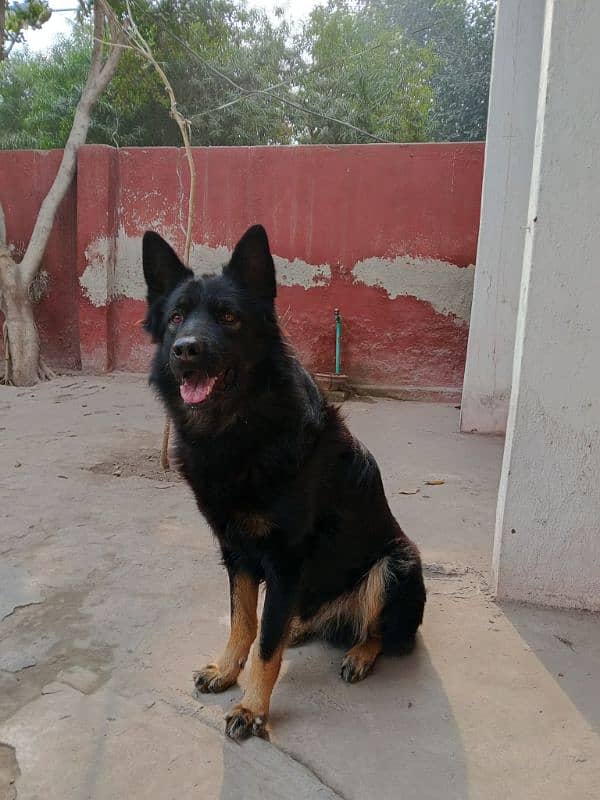 Vaccinated,Non pedigree,German+Beljum,Male,Black Mask, Single court, 5