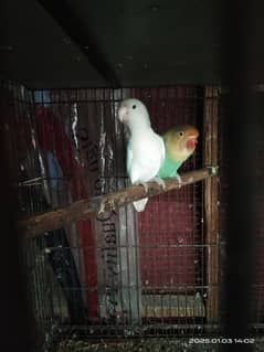 2 piar albino red eye split+parbelu split eno