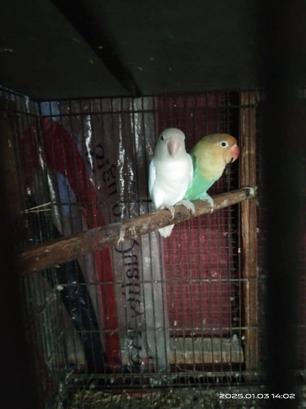 2 piar albino red eye split+parbelu split eno 1