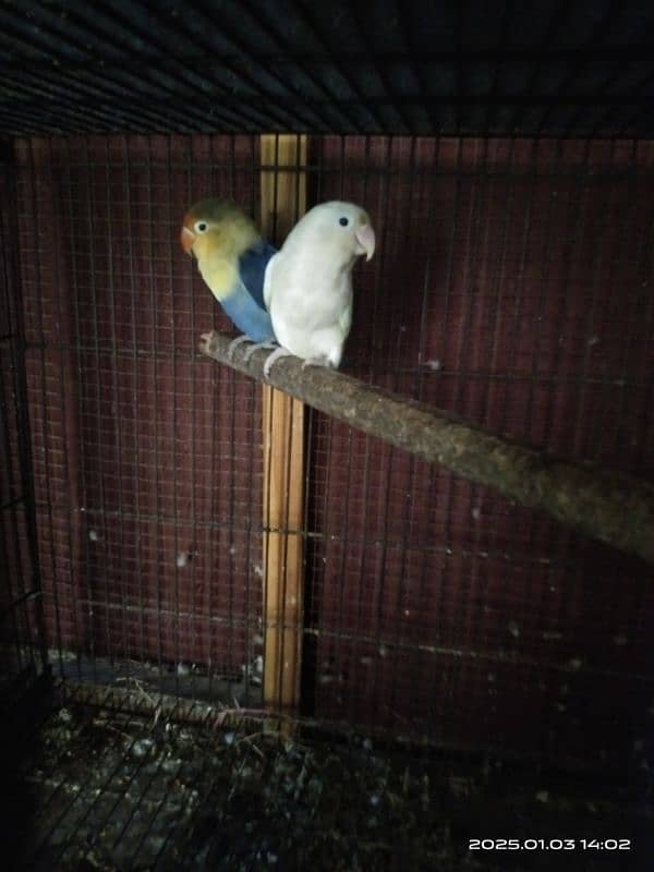 2 piar albino red eye split+parbelu split eno 2