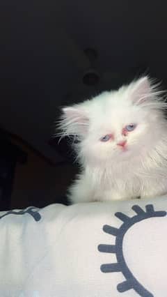 triple coated punched face Persian kitten