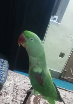 raw parrot female 4 years age