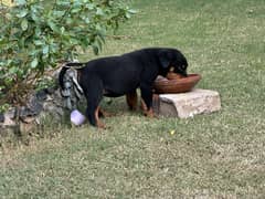 Rottweiler puppy