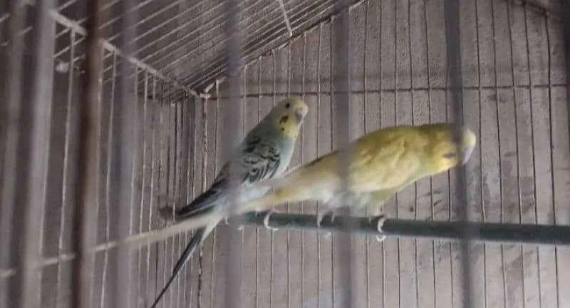 budgie pair 2