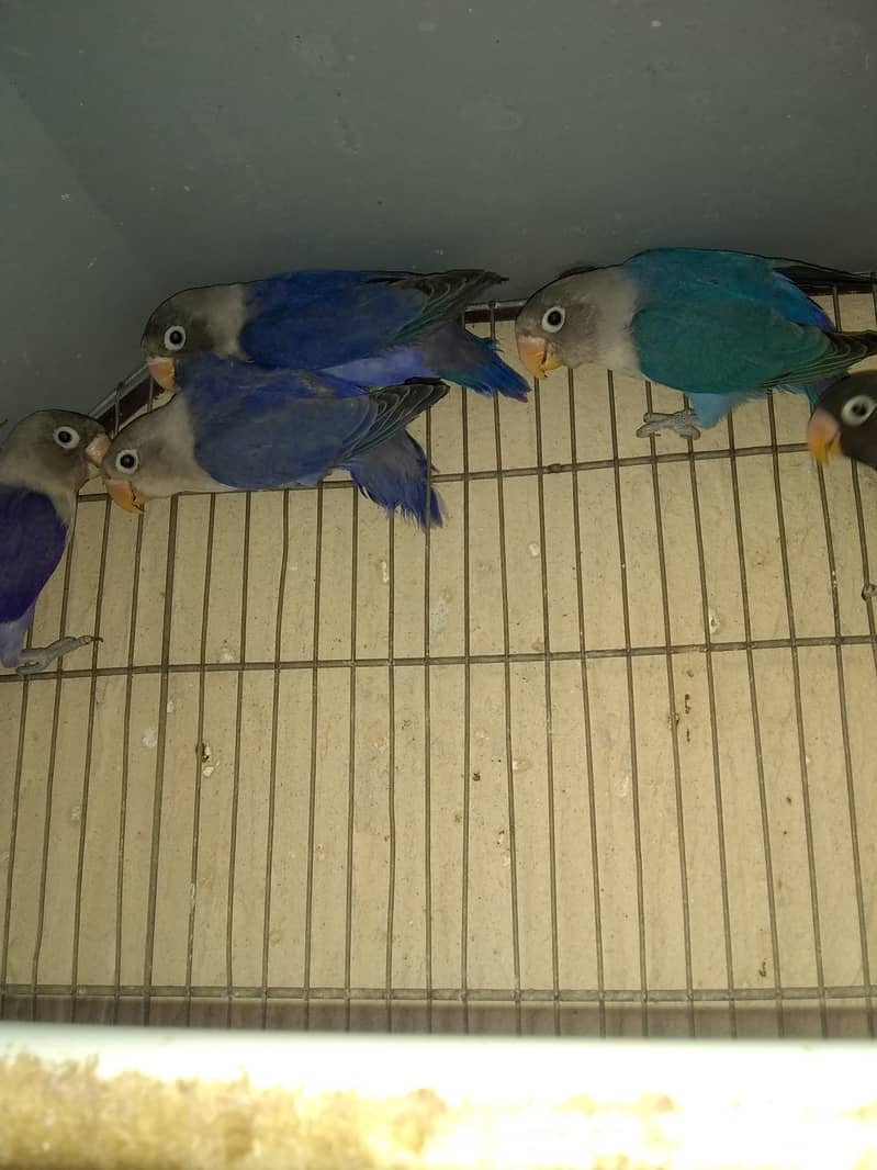 Blue / Violet Parsonata Lovebirds 0