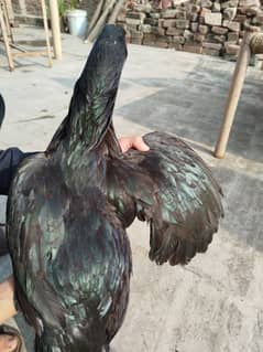 mushki vatnami hen for sale