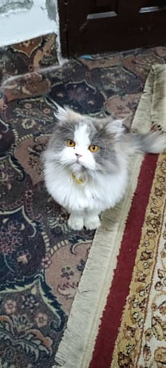 Calico Persian Female Breeder Cat