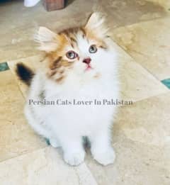 Bombastic Quality Persian Furball Kitten