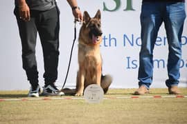 Pink pedigree 2 year old ED HD GSDCP SH female