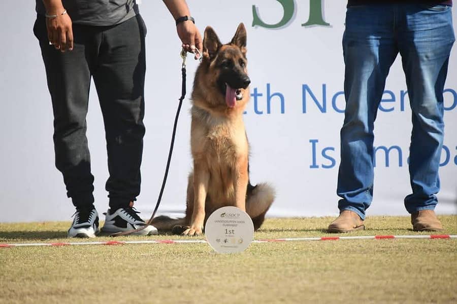 Pink pedigree 2 year old ED HD GSDCP SH female 0