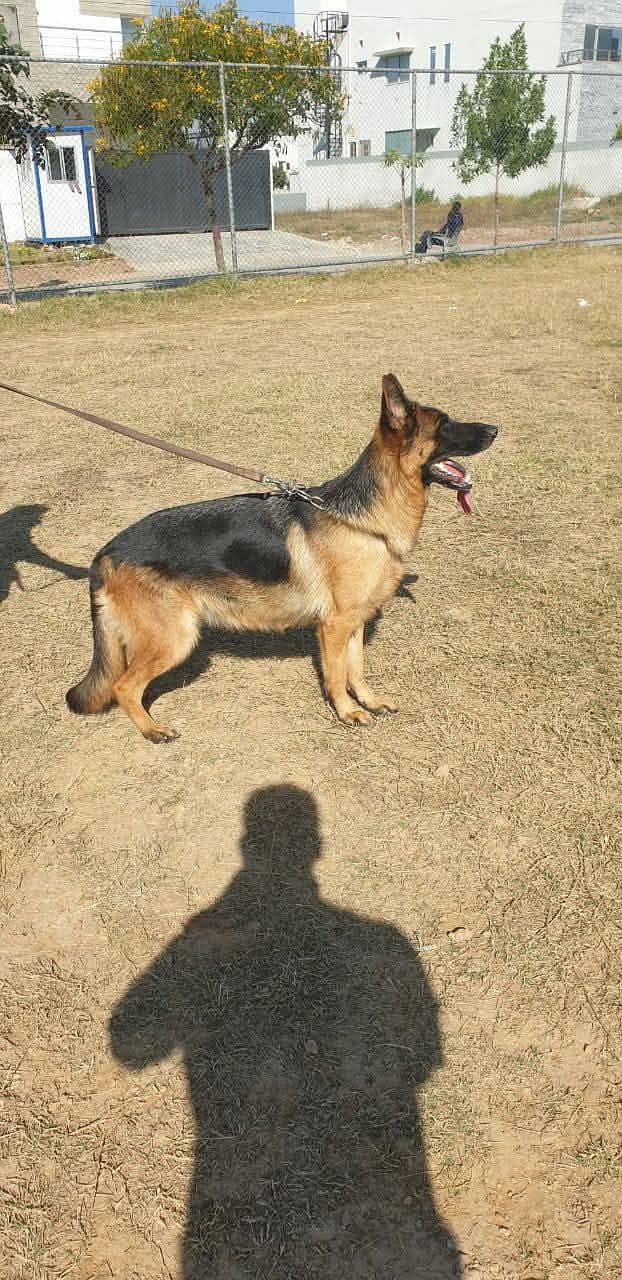 Pink pedigree 2 year old ED HD GSDCP SH female 1