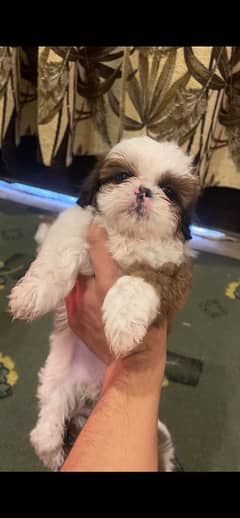 ShihTzu Female Puppies