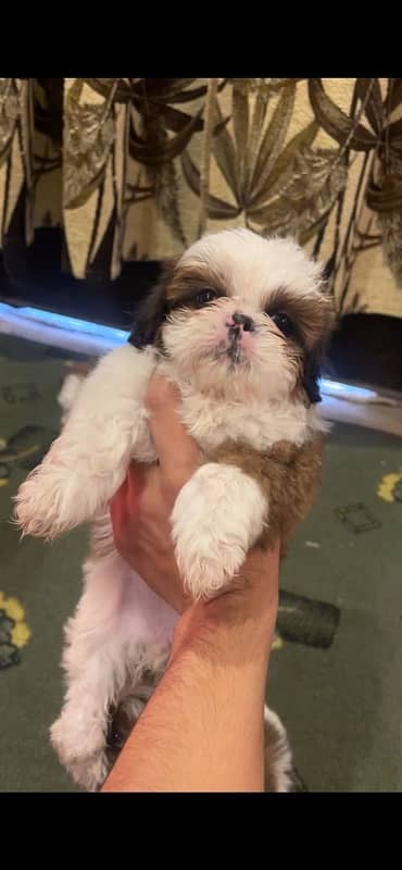 ShihTzu Female Puppies 0