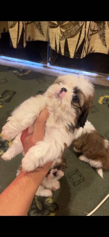 ShihTzu Female Puppies 2