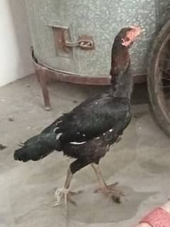 aseel hen for sale