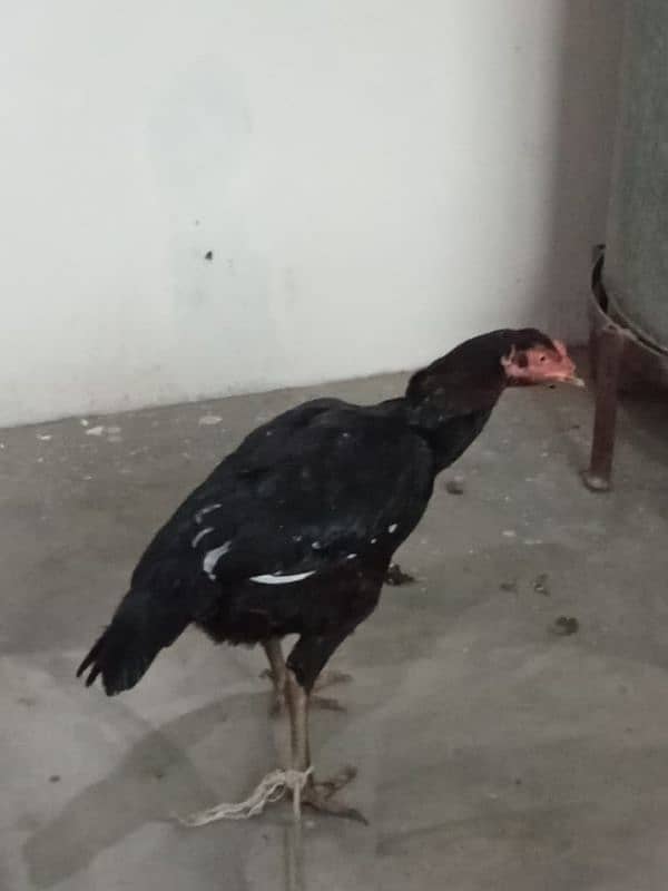 aseel hen for sale 2