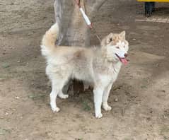 husky male dog / breeder male dog