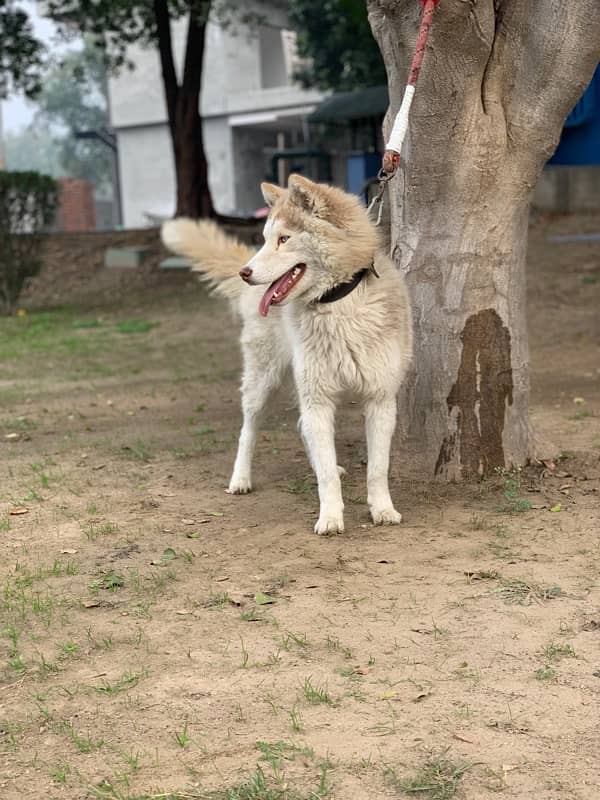 husky male dog / breeder male dog 1