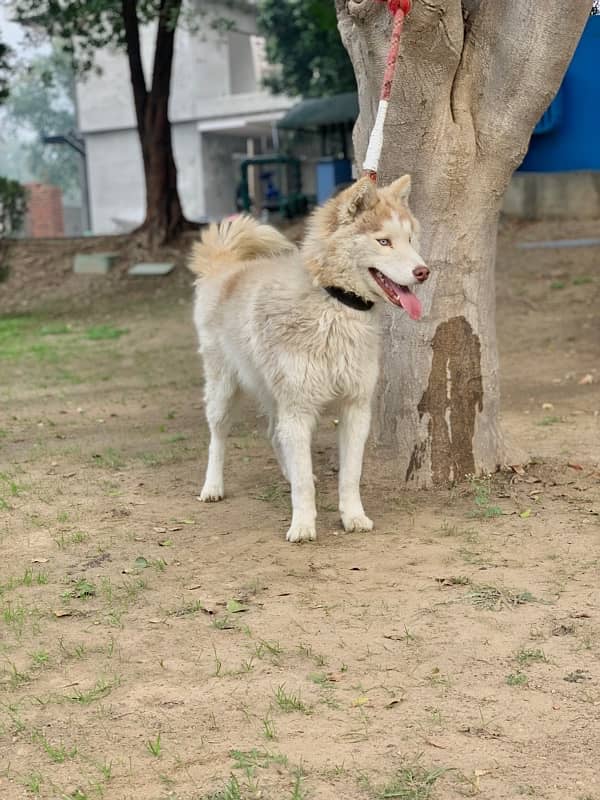 husky male dog / breeder male dog 2