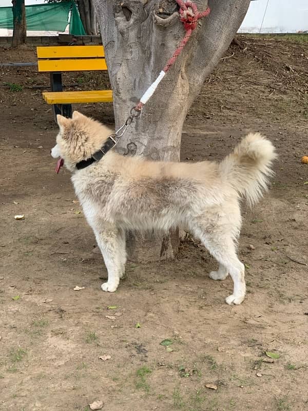 husky male dog / breeder male dog 3