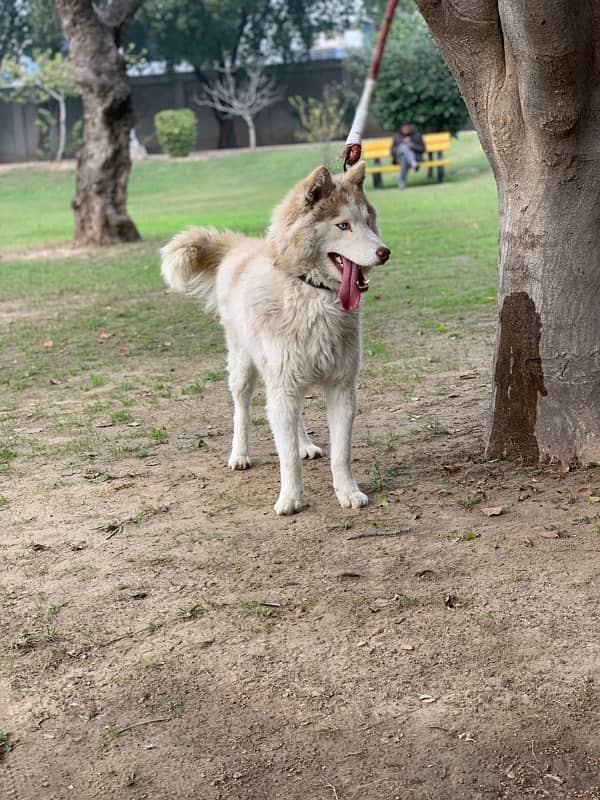 husky male dog / breeder male dog 4