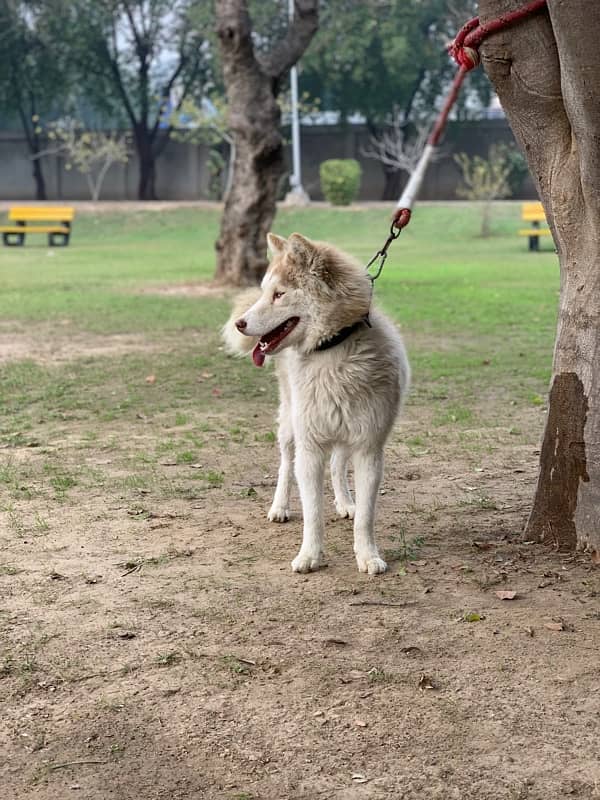 husky male dog / breeder male dog 5