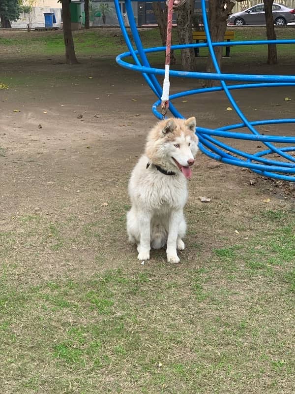 husky male dog / breeder male dog 15